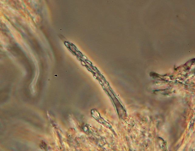 Subulicystidium longisporum (Patouillard) Parmasto